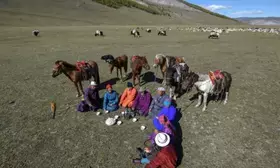 Outbreak of sheep, goat plague reported in western Mongolia