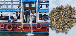 PMMSY: CMFRI releases three million short neck clam seeds into Kerala lake for stock enhancement