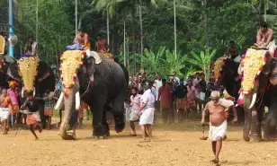 Kerala temple trusts moves SC challenging restrictions on elephant  management in Thrissur Pooram