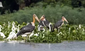 TN reconstitutes state Bird Authority, includes Wetland Authority