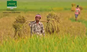 Deals in farm goods via govts e-NAM platform touch Rs 3.79 lakh crore