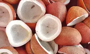 Cabinet hikes MSP for Copra to Rs 12,100 per quintal