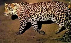 Central School in Bihars Bihta shut indefinitely due to leopard scare