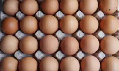 US egg prices soar to yearly high amid bird flu, holiday demand