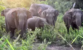 50 wild elephants electrocuted in Sri Lanka this year
