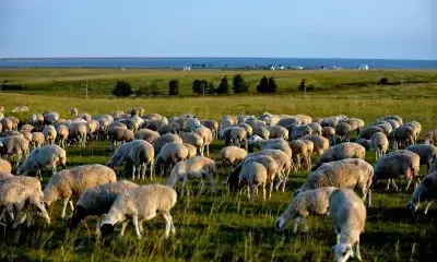 Mongolia begins exporting live sheep to Uzbekistan