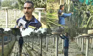 J&K: Samba farmer deploys modern horticulture technique in farming, inspires locals