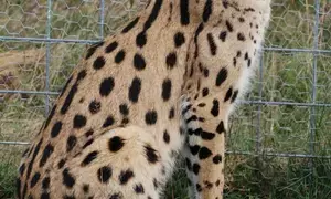 African Wild Cat rescued by BSF along India-Bangladesh border