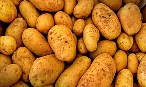 Himachal plans to set up potato processing plant bordering Punjab: CM Sukhu