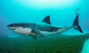 Man dies after shark attack off Australia coast