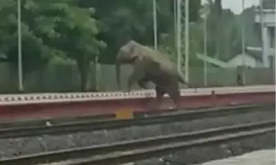 Tripura Forest Department complains to railways after wild elephant injured by speeding train