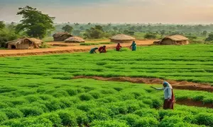 Area sown under rabi crops rises to 614.94 lakh hectares