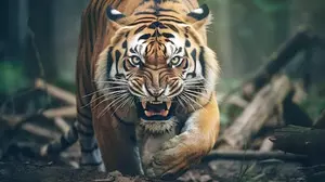 Sariska tiger spotted in farmhouse kitchen in Alwar, tranquilised Sariska tiger spotted in farmhouse kitchen in Alwar, tranquilised