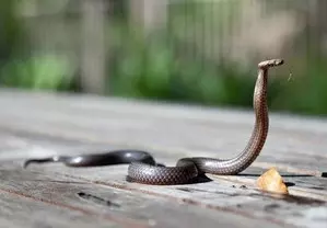 Snake bites up 35 per cent in Australias most populous state
