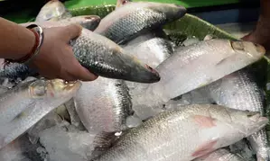 To boost fish production in N-E, Rs 2,114.73 crore invested since 2014-15