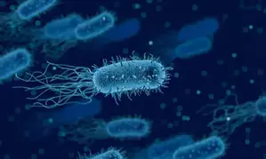 Israeli researchers discover virus defence system in marine bacteria