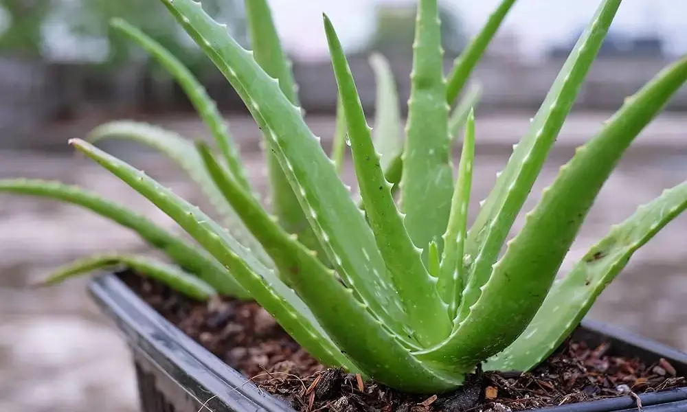 Aloe vera in Ayurveda: A wonderful boon for health