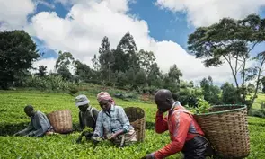 Kenya reports surge of tea export volumes, earnings in 2024