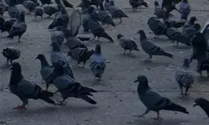Man kills 28 pet pigeons of his neighbour in MP, booked