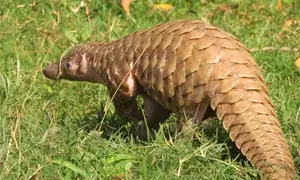 Critically endangered Indian Pangolin rescued in J&Ks Rajouri