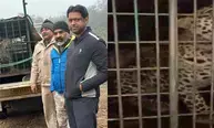 Gurugram: Leopard strays into residential society in Sohna, triggers panic