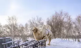 Severe winter weather affects several Mongolian provinces