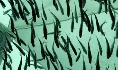 Researchers develop sea robot to monitor fish populations, aid ecological conservation