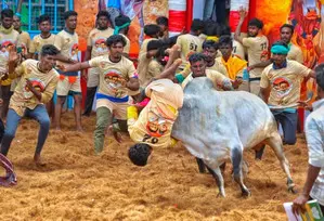 Avaniyapuram Jallikattu begins in TN, 1,100 bulls compete Avaniyapuram Jallikattu begins in TN, 1,100 bulls compete