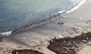 Australia: Return of debris balls forces closure of nine Sydney beaches