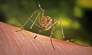Japanese encephalitis warning issued in Australian state