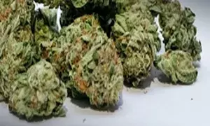 Customs officials seize marijuana valued at Rs 4cr from passenger in Bhubaneswar airport