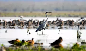 Bird Flu confirmed in Jaisalmer migratory birds, admin asks citizens to remain alert