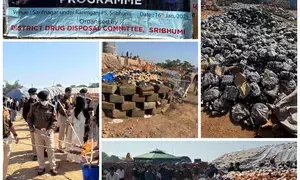 Cops destroy drugs valued at Rs 156.84 cr in Assam, 90k ganja plants in Tripura