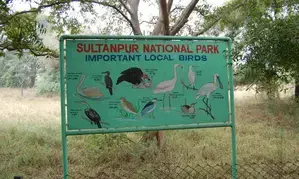 Gurugram: Wildlife Dept to serve notices to illegal constructions surrounding Sultanpur Bird Sanctuary