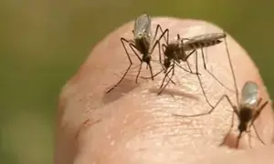 Two men hospitalised with mosquito-borne viruses in Australia