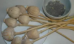 Poppy husk valued at Rs 2.85 crore seized in Rajasthan