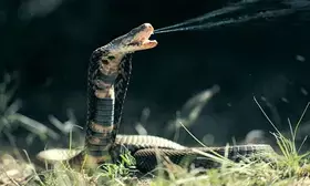 Punjab launches anti-snake venom medicine in veterinary hospitals