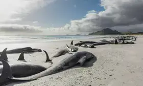 Three whales die after mass stranding in New Zealand