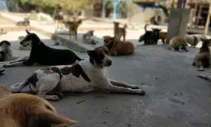 Sanctuary brings hope to stray animals in Myanmar