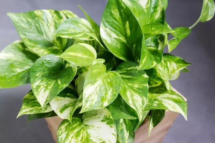How to keep the money plant green forever? Learn these ways of care How to keep the money plant green forever? Learn these ways of care