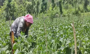 Total area under rabi crops crosses 640 lakh hectares