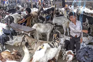 Conclave on livestock sector in NE to be held in Meghalaya on Jan 23