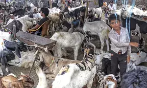 Conclave on livestock sector in NE to be held in Meghalaya on Jan 23