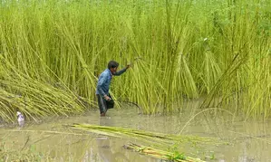 Centre hikes MSP of raw jute by Rs 315 for 2025-26 season