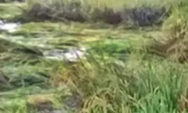 Unseasonal rain affects Samba paddy crops in TN, delta farmers suffer losses