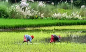 Inflation burden eases further for farm and rural workers