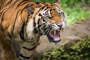 Kerala: Close relative of Indian cricketer Minnu Mani killed in tiger attack (Ld) Kerala: Close relative of Indian cricketer Minnu Mani killed in tiger attack (Ld)