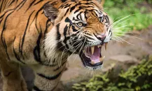 Kerala: Close relative of Indian cricketer Minnu Mani killed in tiger attack (Ld)