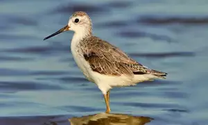 Gujarat: Bird census at Nal Sarovar sanctuary on Jan 25-26