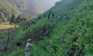 Security forces destroy 35 acres of illegal poppy cultivation in Manipur